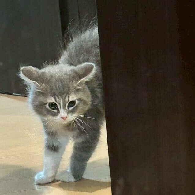 初めての鏡に驚くシエル
