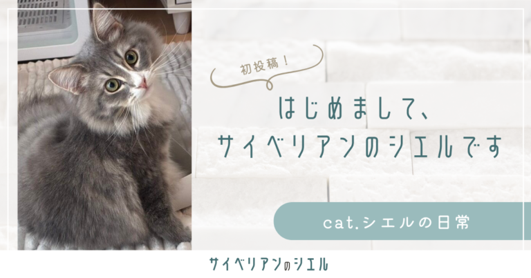 はじめまして、サイベリアンのシエルです