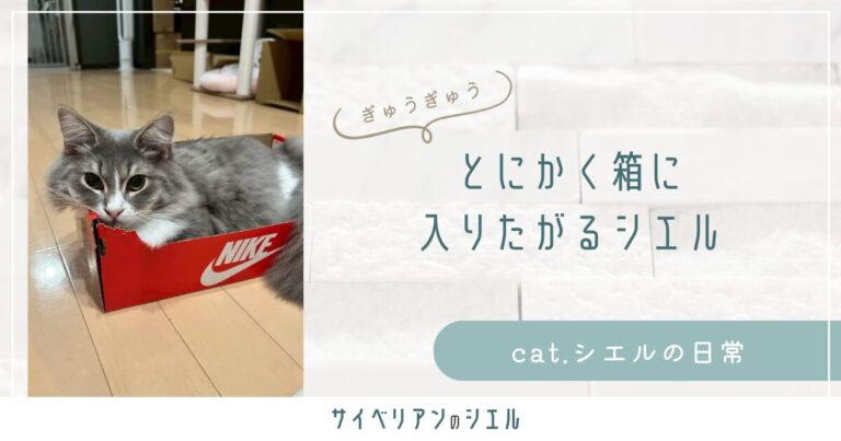 段ボールが空くと入りたがるシエル｜大きい箱でも小さい箱でも