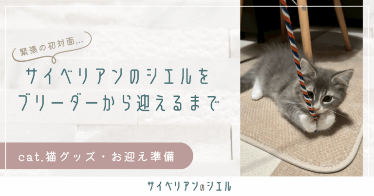 サイベリアンのシエルをブリーダーから迎えるまで｜2度の延期を経たお迎えの経緯
