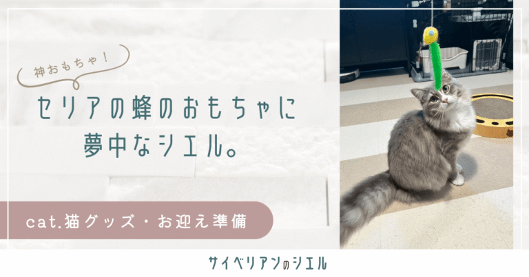 セリアの蜂のおもちゃにサイベリアンが夢中。まるで犬の散歩状態のシエル