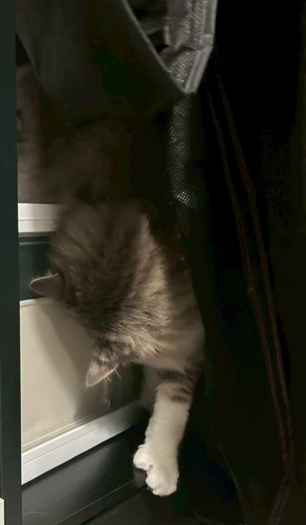 おもちゃ箱を開けようとするシエル