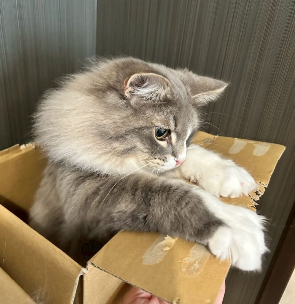 箱から顔を出すシエル