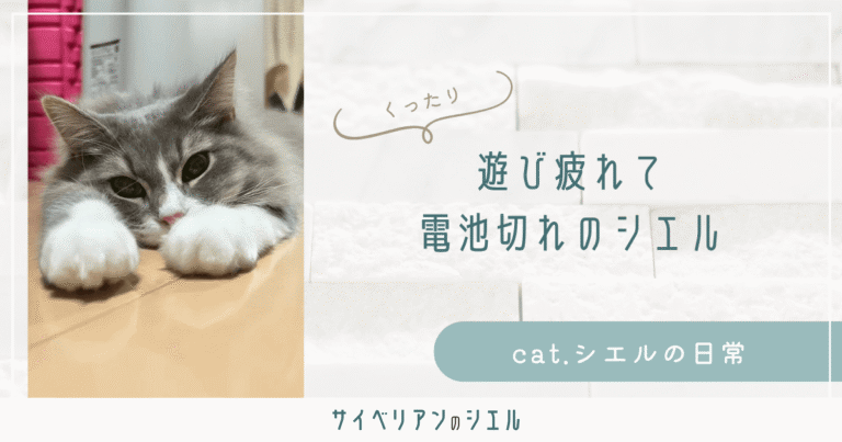 サイベリアンの寝相がすごい｜遊び疲れて電池切れになる夜の姿