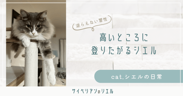 サイベリアンが高い所に登る理由｜ハンガーラックに乗るシエルの習性