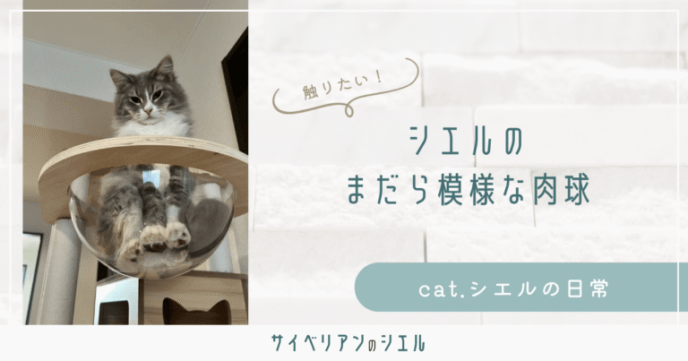 サイベリアンの肉球はまだら模様｜ピンクと黒が混在
