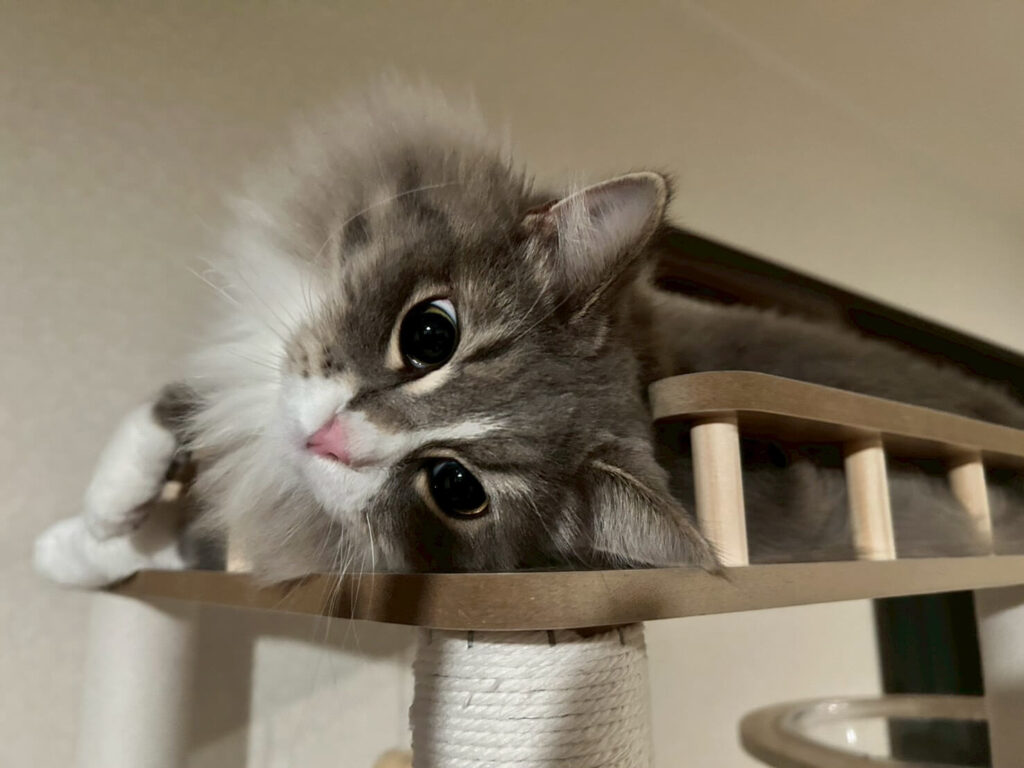 キャットタワの最上部でくつろぐシエル