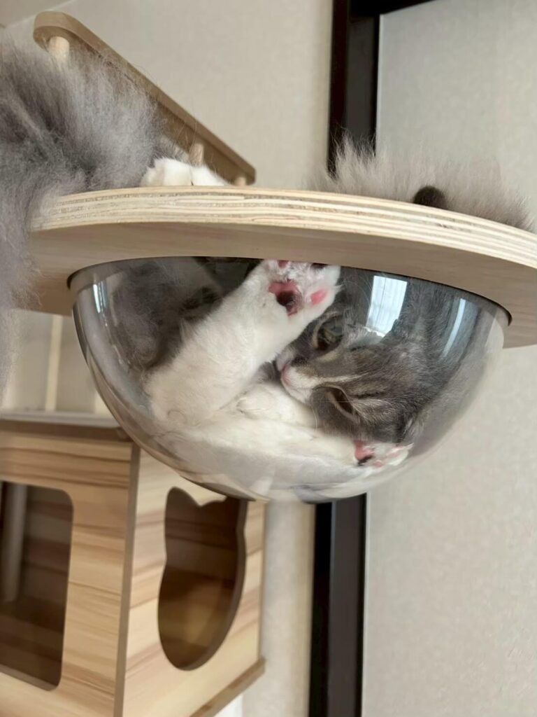 どの足の肉球かわからないシエル