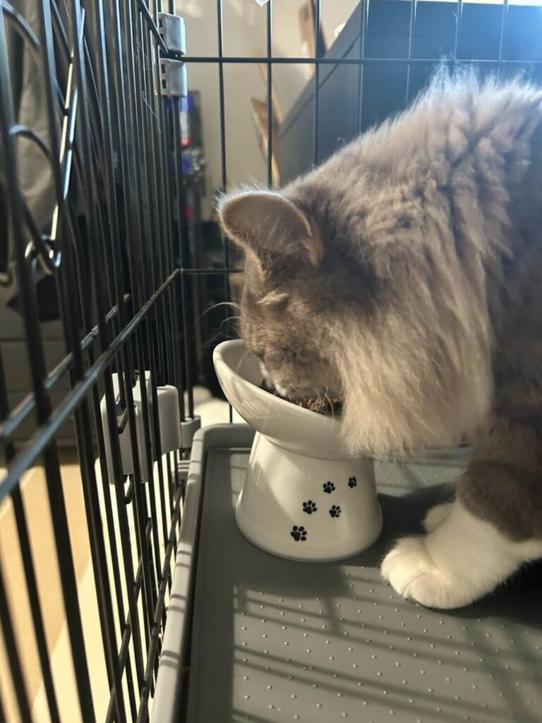 にゃにゃめフードボウルでドライフードを食べるシエル