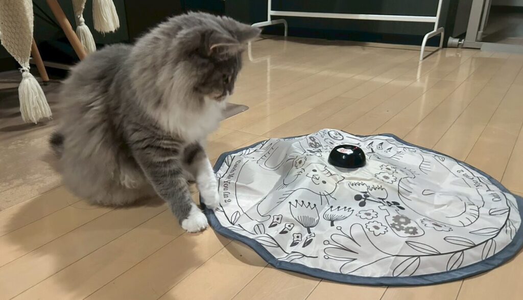 シエルの大きさと比較