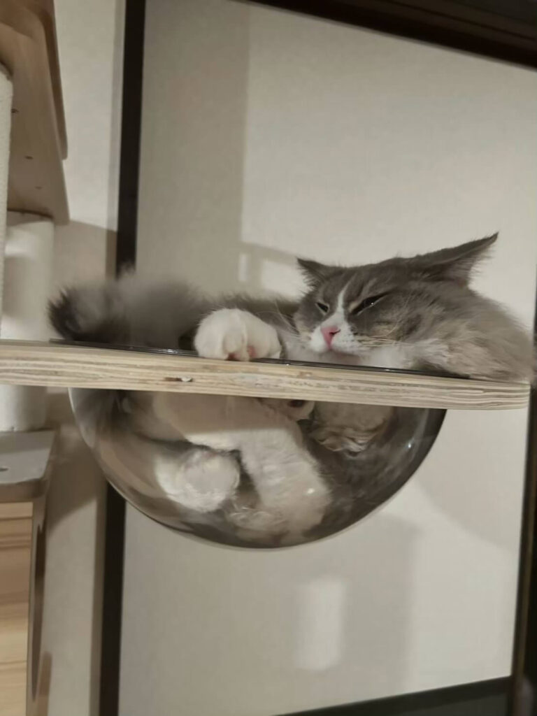 お気に入りのボウルで寝るシエル